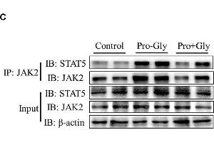Image no. 20 for anti-Actin, beta (ACTB) (AA 1-50) antibody (ABIN724340)