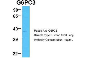 G6PC3 antibody  (N-Term)
