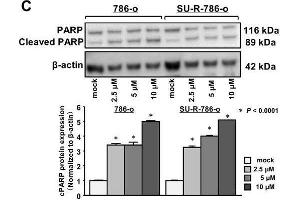 Image no. 28 for anti-Actin, beta (ACTB) (AA 1-50) antibody (ABIN724340)