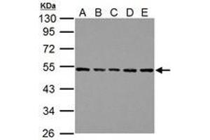 Image no. 4 for anti-Tubulin, beta (TUBB) (AA 160-447) antibody (ABIN1501915)