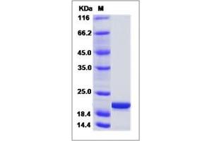 Image no. 1 for Phosphatidylethanolamine Binding Protein 1 (PEBP1) (AA 1-187) protein (ABIN2006288)