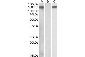 Image no. 1 for anti-NLR Family, Pyrin Domain Containing 2 (NLRP2) (C-Term) antibody (ABIN768539)