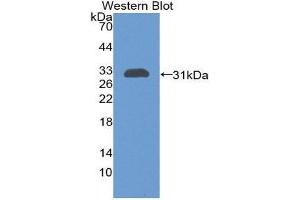 Image no. 1 for anti-Proopiomelanocortin (POMC) (AA 23-267) antibody (ABIN1078461)