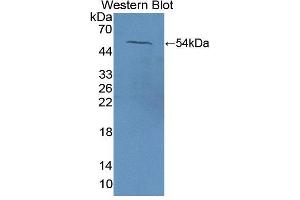 Image no. 1 for anti-Nucleobindin 1 (NUCB1) (AA 37-461) antibody (ABIN5014033)