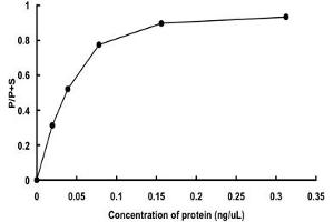CAMKII gamma Protein (AA 1-518) (GST tag)