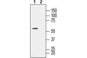 SLC16A1 antibody  (6th Extracellular Loop)