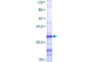 Image no. 1 for ATG7 Autophagy Related 7 (ATG7) (AA 1-100) protein (GST tag) (ABIN1345984)