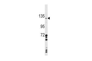 CLEC16A antibody  (AA 365-391)