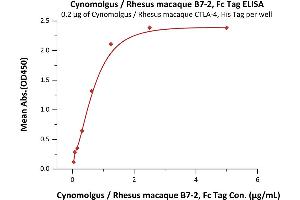 Immobilized Cynomolgus / Rhesus macaque CTLA-4, His Tag (ABIN2180926,ABIN2180925) at 2 μg/mL (100 μL/well) can bind Cynomolgus / Rhesus macaque B7-2, Fc Tag (ABIN2180852,ABIN2180851) with a linear range of 0.