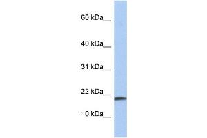 Image no. 1 for anti-Interleukin 1 alpha (IL1A) (N-Term) antibody (ABIN2785653)