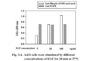 EGFR Kit ELISA