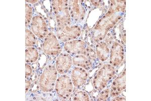 Transportin 3 antibody