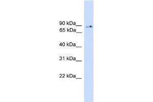 Image no. 1 for anti-Phosphoinositide-3-Kinase, Regulatory Subunit 5 (PIK3R5) (Middle Region) antibody (ABIN2786004)