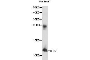 Image no. 1 for anti-Interferon, alpha-Inducible Protein 27 (IFI27) antibody (ABIN6568295)