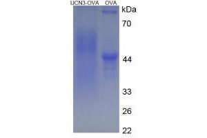 Image no. 1 for Urocortin 3 (UCN3) peptide (Ovalbumin) (ABIN5666404)