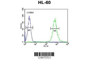 Image no. 1 for anti-Solute Carrier Family 35, Member E2 (SLC35E2) (AA 1-30), (N-Term) antibody (ABIN654754)
