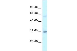 Image no. 3 for anti-Eukaryotic Translation Initiation Factor 6 (EIF6) (C-Term) antibody (ABIN2788786)