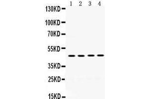Image no. 2 for anti-Coagulation Factor II (thrombin) Receptor (F2R) (AA 46-82), (N-Term) antibody (ABIN3042380)