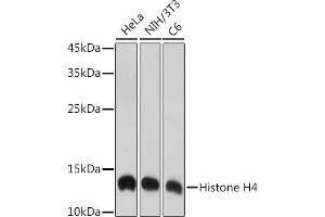 HIST4H4 anticorps