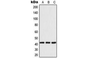 Image no. 2 for anti-14-3-3 eta (YWHAH) (Center) antibody (ABIN2705346)