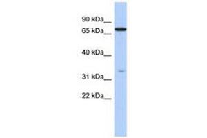 Image no. 1 for anti-Ataxin 7-Like 2 (ATXN7L2) (AA 143-192) antibody (ABIN6741233)