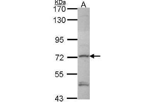 Image no. 1 for anti-E3 Ubiquitin-protein ligase DTX1 (DTX1) (Center) antibody (ABIN2856861)