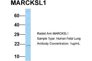 anti-MARCKS-Like 1 (MARCKSL1) (C-Term) antibody