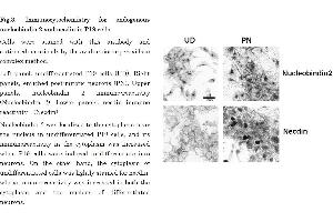 Image no. 6 for anti-Nucleobindin 2 (NUCB2) (AA 26-420) antibody (ABIN2452060)