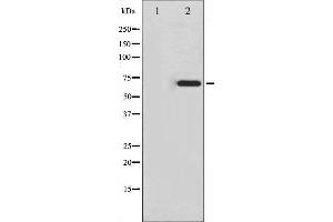 Image no. 4 for anti-Ezrin (EZR) (pTyr478) antibody (ABIN6255926)
