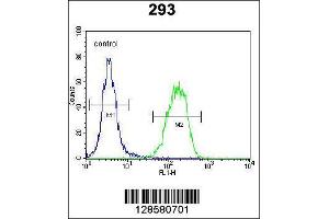 Image no. 2 for anti-C1QTNF9B Antisense RNA 1 (C1QTNF9B-AS1) (AA 14-42) antibody (ABIN654598)