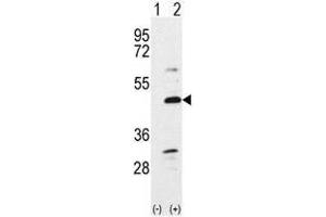 Image no. 1 for anti-Bone Morphogenetic Protein 7 (BMP7) (N-Term) antibody (ABIN357185)