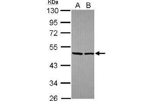Image no. 2 for anti-Eukaryotic Translation Initiation Factor 4A2 (EIF4A2) (Center) antibody (ABIN2855060)