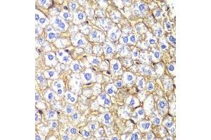 Immunohistochemistry of paraffin-embedded mouse liver using CDH2 Antibody.