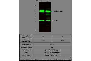 Image no. 2 for anti-Ubiquitin Carboxyl-terminal Esterase L3 (Ubiquitin Thiolesterase) (Uchl3) (AA 2-230) antibody (ABIN2001661)