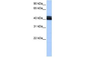 Image no. 1 for anti-Leucine Rich Repeat Containing 17 (LRRC17) (Middle Region) antibody (ABIN632693)