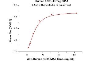 Immobilized Human / Cynomolgus / Rhesus macaque ROR1, Fc Tag (ABIN2181700,ABIN2181699) at 2 μg/mL (100 μL/well) can bind A ROR1 MAb with a linear range of 1-16 ng/mL (QC tested).