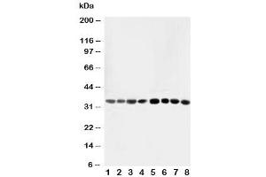 Image no. 3 for anti-Aminoacyl tRNA Synthetase Complex-Interacting Multifunctional Protein 2 (AIMP2) (AA 298-320) antibody (ABIN3029922)