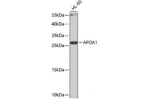 Western blot analysis of extracts of HL-60 cells using APOA1 Polyclonal Antibody at dilution of 1:1000.