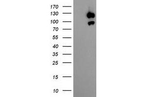 Image no. 3 for anti-Ubiquitin Specific Peptidase 10 (USP10) antibody (ABIN1501689)