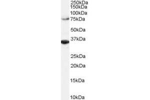 Image no. 2 for anti-Origin Recognition Complex, Subunit 3 (ORC3) (C-Term) antibody (ABIN184590)