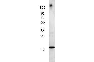 Image no. 2 for anti-Interleukin 7 (IL7) antibody (Biotin) (ABIN964779)