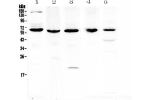 Image no. 1 for anti-TNF Receptor-Associated Factor 3 (TRAF3) (AA 298-551) antibody (ABIN5693117)