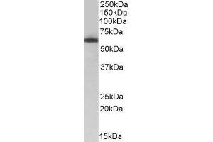 Image no. 1 for anti-TH1-Like (TH1L) (Internal Region) antibody (ABIN571266)