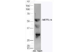Mouse heart lysates probed with Anti-Mettl14 Polyclonal Antibody, Unconjugated  at 1:300 overnight at 4˚C.