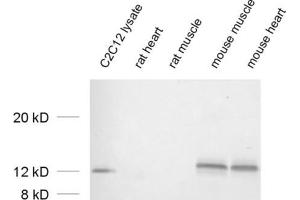 Image no. 3 for anti-Vesicle-Associated Membrane Protein 5 (Myobrevin) (VAMP5) (AA 1-70) antibody (ABIN1742369)