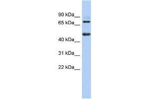 anti-Zinc Finger and BTB Domain Containing 26 (ZBTB26) (N-Term) antibody