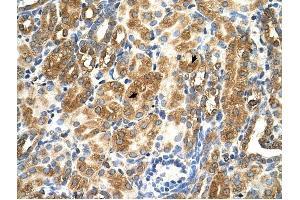 Image no. 2 for anti-MAS1 Oncogene (MAS1) (Middle Region) antibody (ABIN630411)