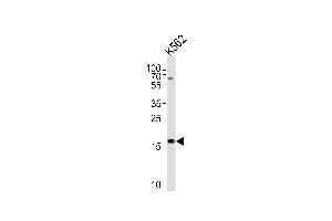 Image no. 2 for anti-Ring Finger Protein 5, E3 Ubiquitin Protein Ligase (RNF5) (AA 65-94) antibody (ABIN5533610)