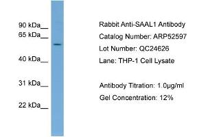 SAAL1 antibody  (Middle Region)