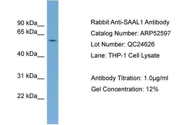 SAAL1 antibody  (Middle Region)